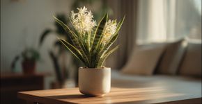 Por que a flor da língua-de-sogra é considerada um talismã