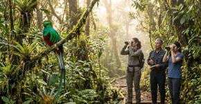 3 aves da América Latina que desafiam a extinção graças ao trabalho de comunidades e cientistas