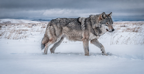 Vários lobos famintos estão cercando as tribos nômades que lutam pela vida no deserto gelado da Mongólia