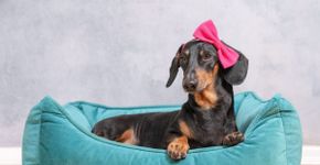 10 nomes criativos para cachorro inspirados em cores 