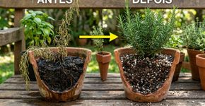 O alecrim resiste a quase tudo, mas é melhor não plantar perto desta planta: veja onde colocar no jardim e como usar
