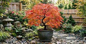 A árvore em vaso é fácil de cuidar, com folhas que mudam de cor e trazem vida ao seu jardim.