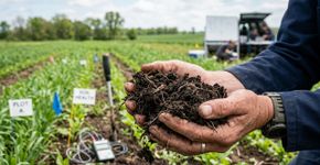 Cientistas da UNAM descobrem um grupo de bactérias no México com potencial para ajudar a agricultura e essa força microscópica pode funcionar onde os produtos químicos falham