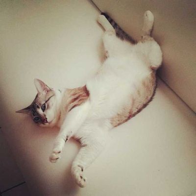 Veja alguns dos cães e gatos que já estão participando do #MostreABarriguinha!