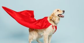 7 ideias de fantasia de Carnaval para cachorro 