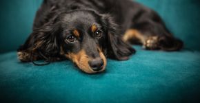 Não é apenas um carinho: por que os cães lambem os pés das pessoas, segundo especialistas