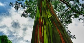 Incríveis árvores que parecem de outro mundo