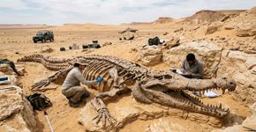 A poucos centímetros da superfície e em estado impecável, pesquisadores localizaram no Saara o fóssil de um crocodilo oceânico de 10 metros que põe em xeque a cronologia do Jurássico