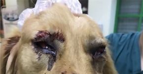 Cachorro é agredido brutalmente por funcionários de aeroporto
