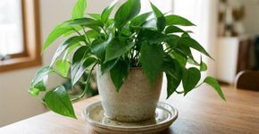 Vaso com pratinho sempre cheio parece garantir água para a planta, mas deixar as raízes em contato constante com a água pode reduzir a oxigenação do substrato