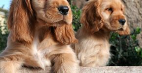 Confira quais são as doenças mais comuns de cada raça de cachorro