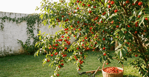 As frutinhas que parecem estrelinhas vermelhas que perfumam o jardim e entregam um sabor de infância inesquecível a cada mordida