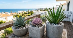 A suculenta que sobrevive à seca, precisa de pouca água e transforma varandas e jardins em ambientes modernos e elegantes