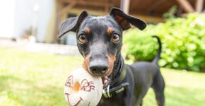 11 cuidados importantes com a raça pinscher 