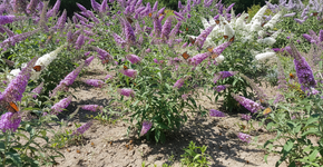 A planta que não precisa de água, adora o calor e transforma o jardim num oásis de borboletas