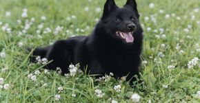 Schipperke: conheça as características do cachorro dessa raça 