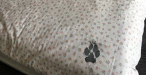 Família deixa husky sozinho por apenas 3 horas e cachorro dá ‘nova decoração’ à casa