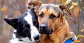 Amizade entre border collie e pastor alemão conquista a internet; vejas fotos e vídeo