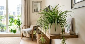 A planta que antes era febre na Grécia, hoje decora a sala e ajuda a filtrar o ar em apartamentos pequenos