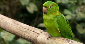 Maritacas: confira curiosidades sobre essas aves barulhentas, inteligentes e sociáveis