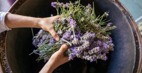 Menopausa: planta é capaz de amenizar efeitos do declínio de hormônios