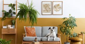 Plantas tóxicas: veja os riscos para cães e gatos