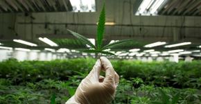 Justiça determina liberação do uso de THC para tratamento de doenças graves