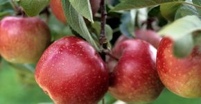 Foto: (iStock/TinaFields)
