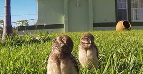 Essas corujas dançando para um GoPro vão melhorar seu dia