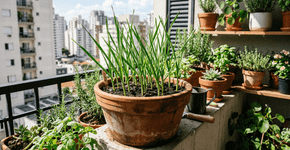 Como cultivar alho em vasos