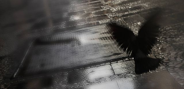 Exposição ‘Régis, cadê você?’ de Lucia Lang