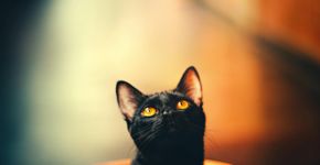 Foto: (Helena Lopes/Pexels)