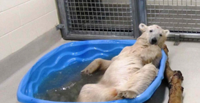 Depois de 440 mil assinaturas, urso Arturo não será mais atração