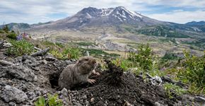 Quarenta e três anos atrás, alguns esquilos terrestres foram liberados na área devastada pela erupção do Monte St. Helens, e agora os cientistas acreditam que eles foram os heróis inesperados da recuperação do ecossistema