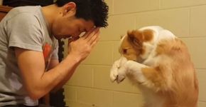 Vídeo mostra homem ensinando cachorro a rezar antes de comer