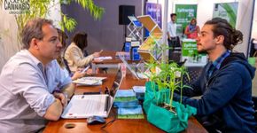 Green money: uruguaios buscam atrair brasileiros para ExpoCannabis