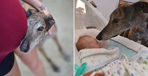 Cachorro resgatado acompanha gestação e se apaixona por bebê