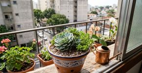 Na Austrália, para a suculenta durar anos: o macete não é a luz do sol, mas nunca regar a planta durante a noite