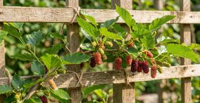 O cuidado de setembro com as amoras que pode facilitar a colheita do próximo ano: corte as hastes que já produziram frutos e amarre os novos brotos