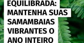 Rega ideal: saiba como manter suas samambaias saudáveis o ano todo