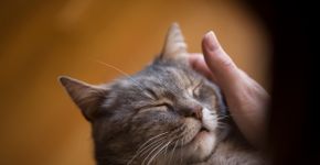 Foto: (vladans/istock)