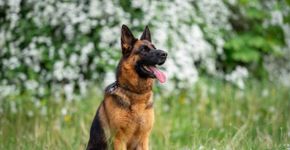 8 raças de cachorro originárias da Alemanha 
