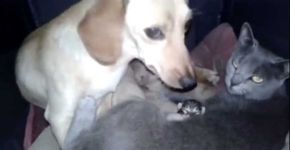 Gata e cadela dão cria juntas e fazem intercâmbio de amamentação
