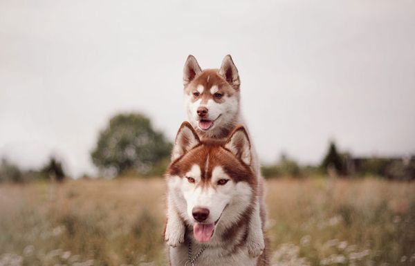 Fotógrafa registra cães da raça husky siberiano