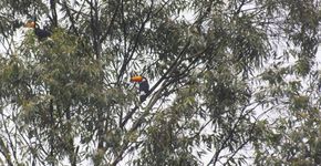 Às margens da Billings, Parque dos Búfalos é alvo de disputa entre prefeitura e ativistas ambientais