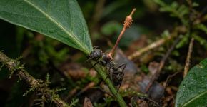 Um fungo invade esta formiga, altera seu comportamento e faz com que ela dê uma última mordida na folha antes de morrer