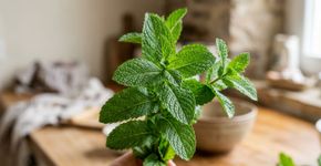 Qual é a diferença entre hortelã e hortelã-pimenta? Muitas pessoas sempre entenderam errado