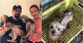 Luisa Mell resgata 100 cachorros de canil em condições precárias