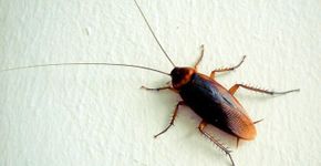 Teste identifica qual seu maior medo com base em imagens; confira