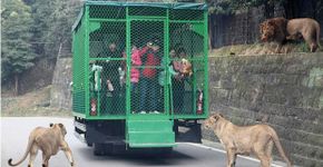Zoológico chinês ‘prende’ visitantes enquanto animais passeiam